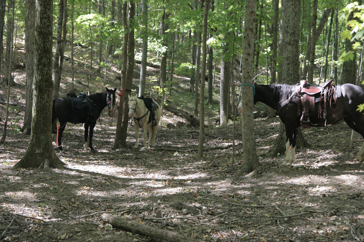AJ Jolly Equestrian Camp in Kentucky | Top Horse Trails