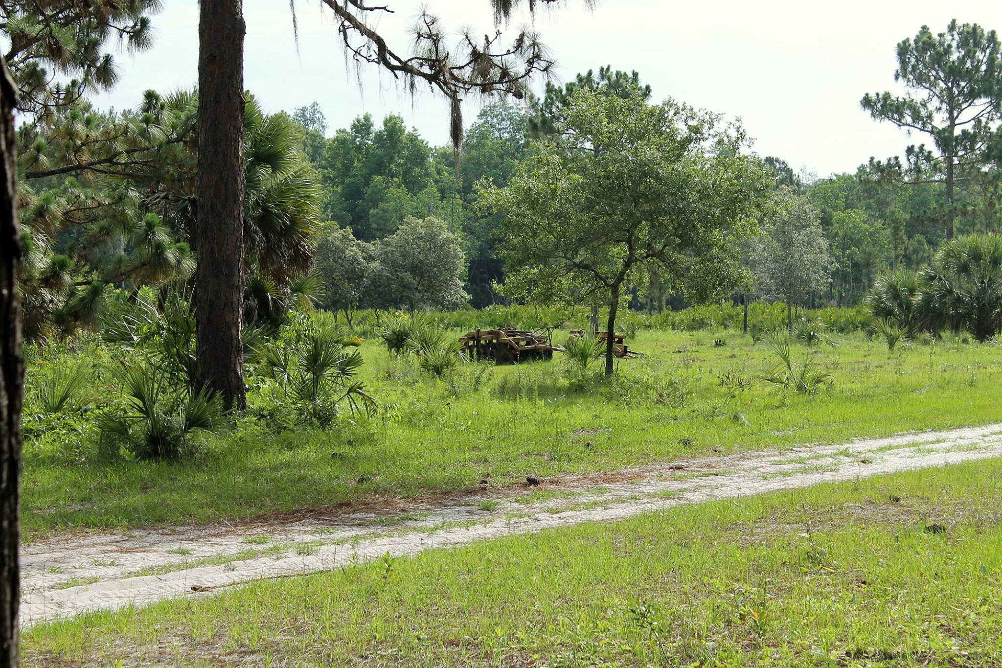 Big River State Forest in Illinois | Top Horse Trails