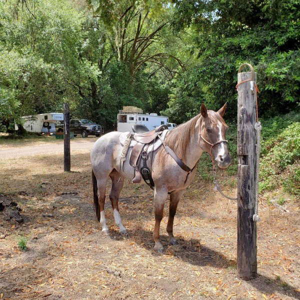 Five Brooks Camp in California | Top Horse Trails