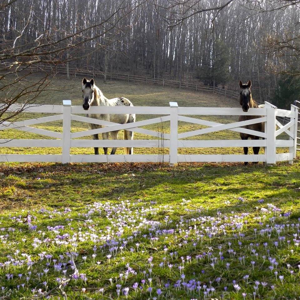 Shalimar Farm Horse Camp in West Virginia | Top Horse Trails