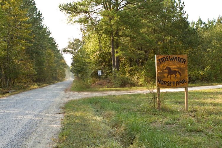 Tidewater Horse Trails in Virginia | Top Horse Trails