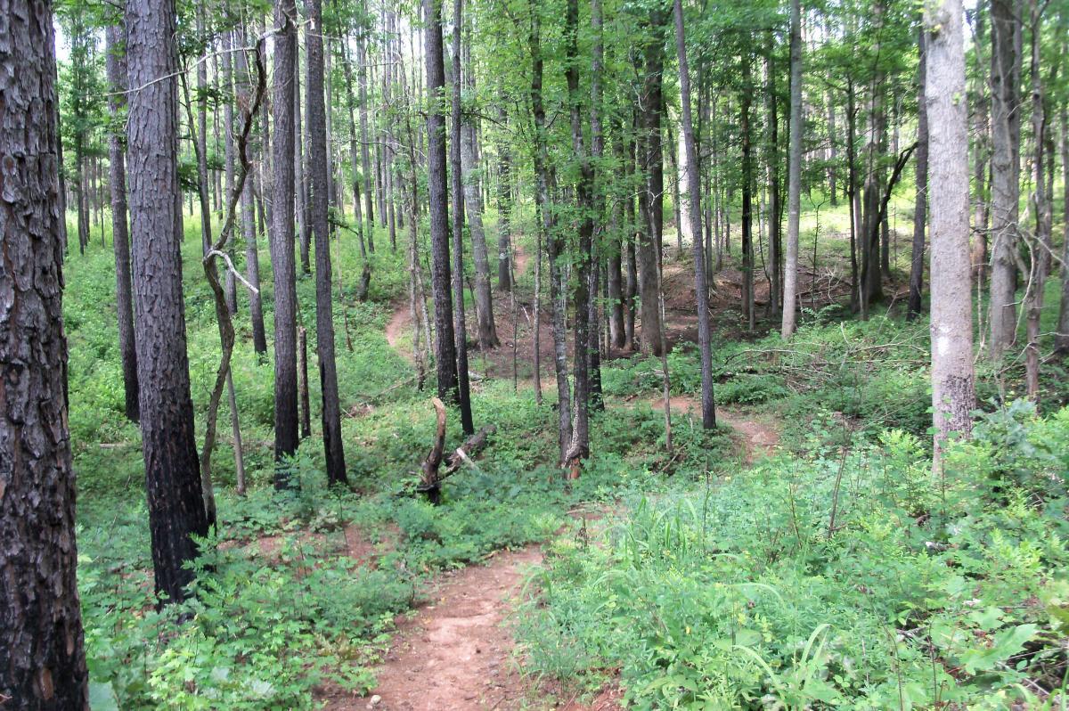 Long Cane Horse Trail in South Carolina | Top Horse Trails