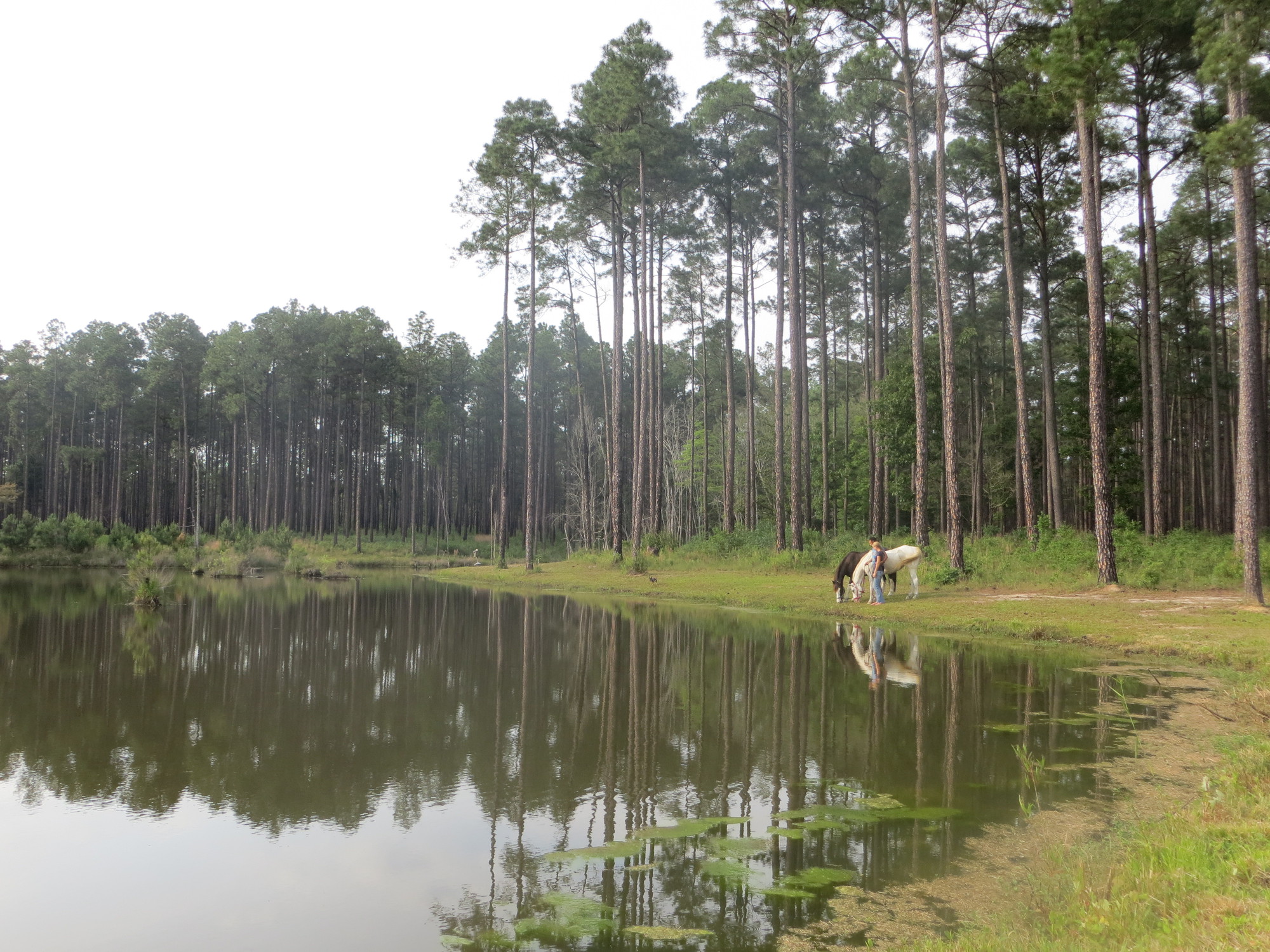 Longleaf Horse Camp in Mississippi | Top Horse Trails