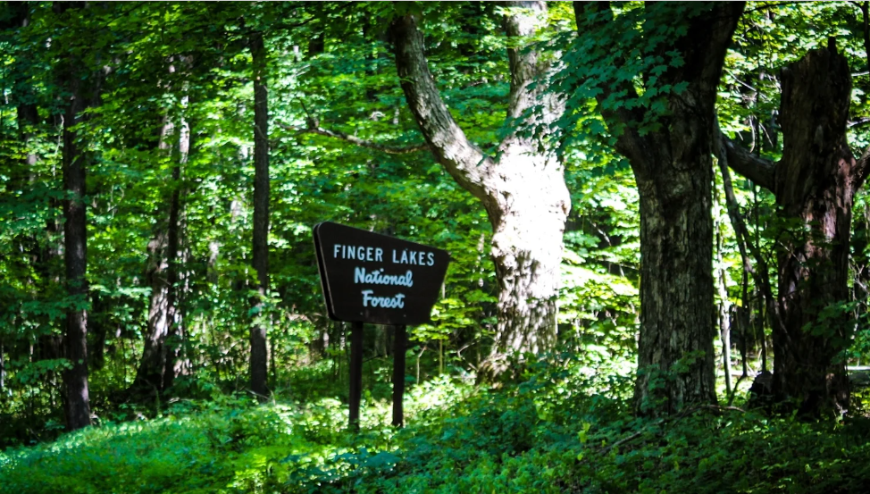 Backbone Horse Campground in New York | Top Horse Trails