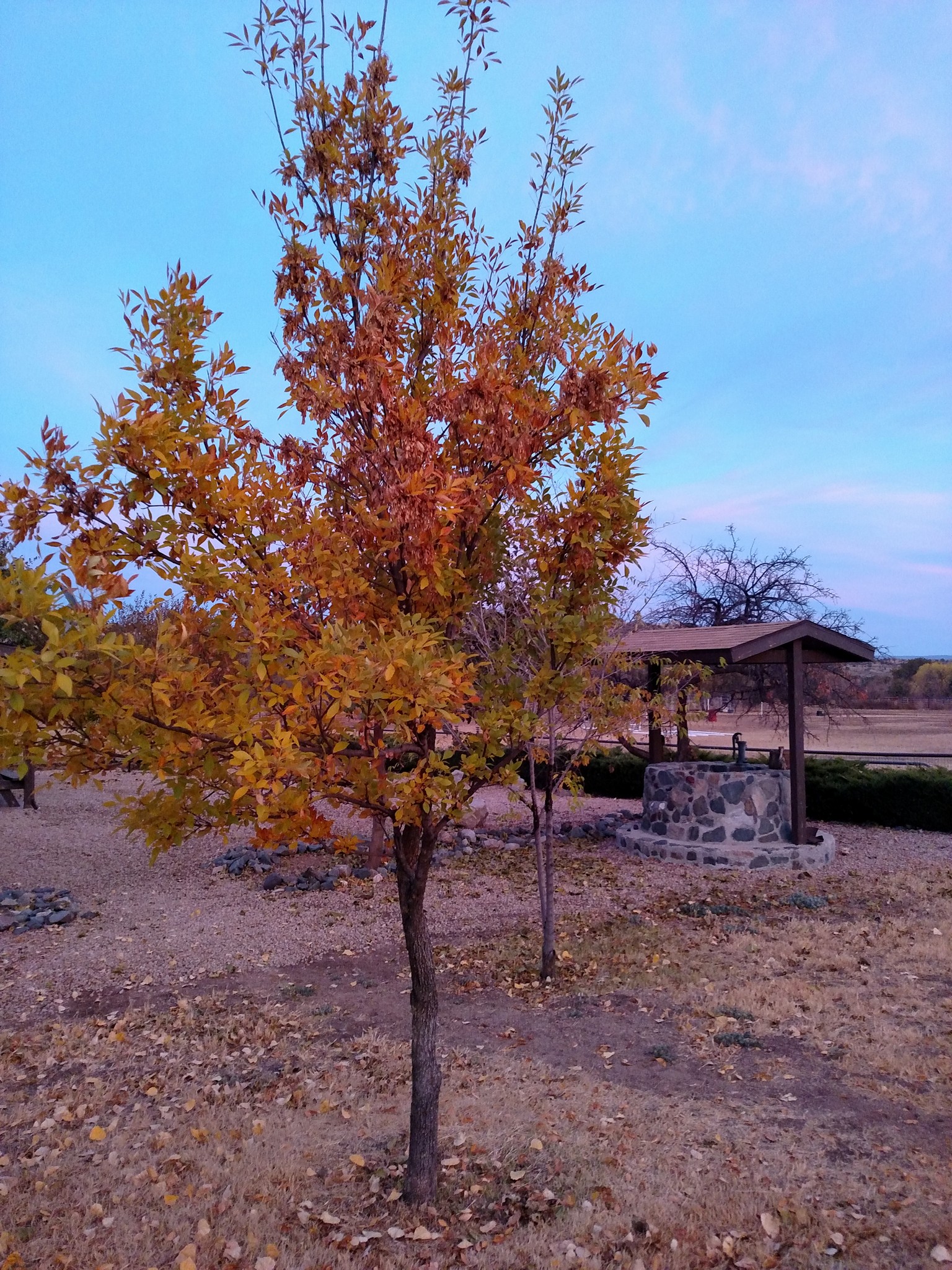 SanDam Ranch Horse Campsite in Arizona | Top Horse Trails