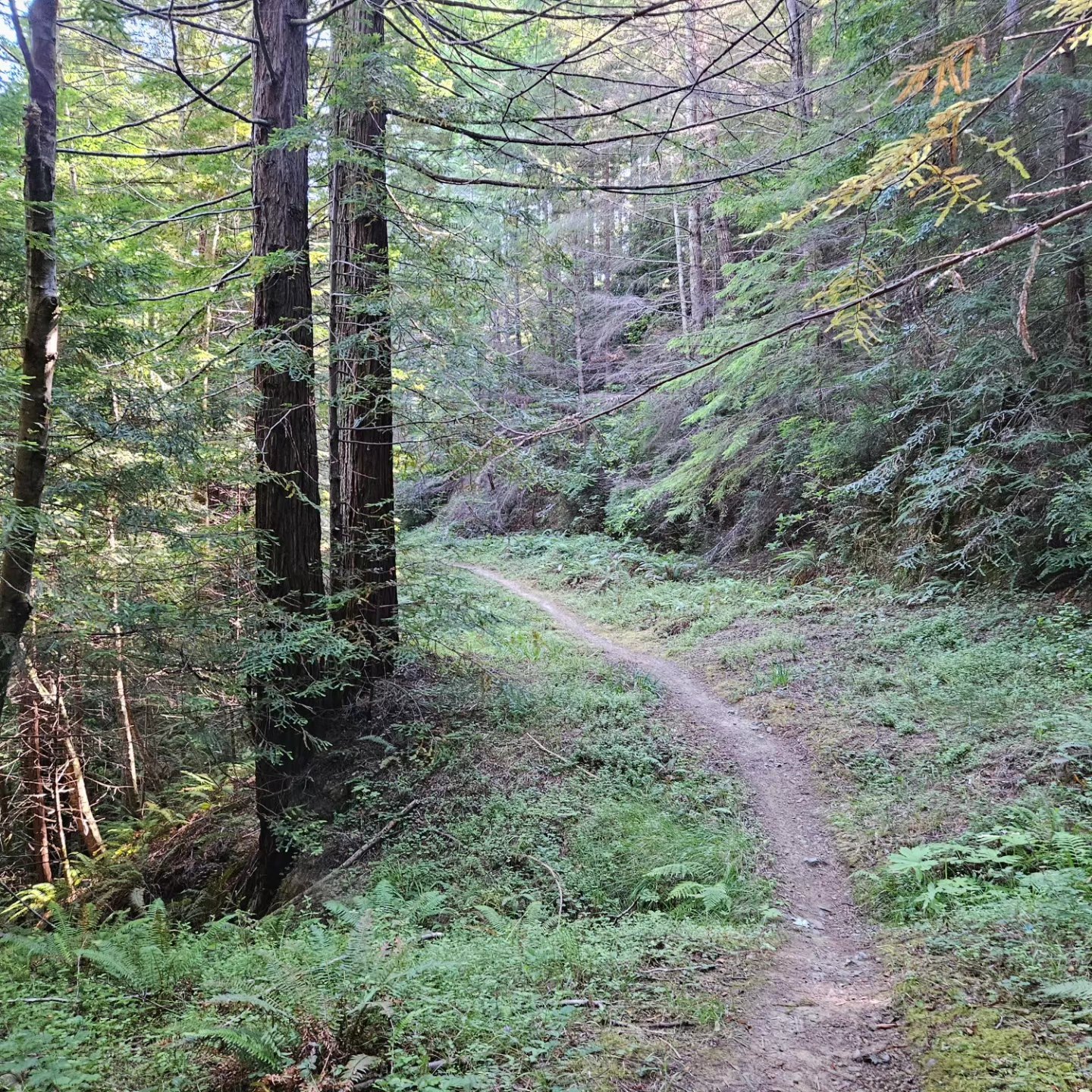 Jackson Demonstration State Forest Horse Camp in California | Top Horse Trails