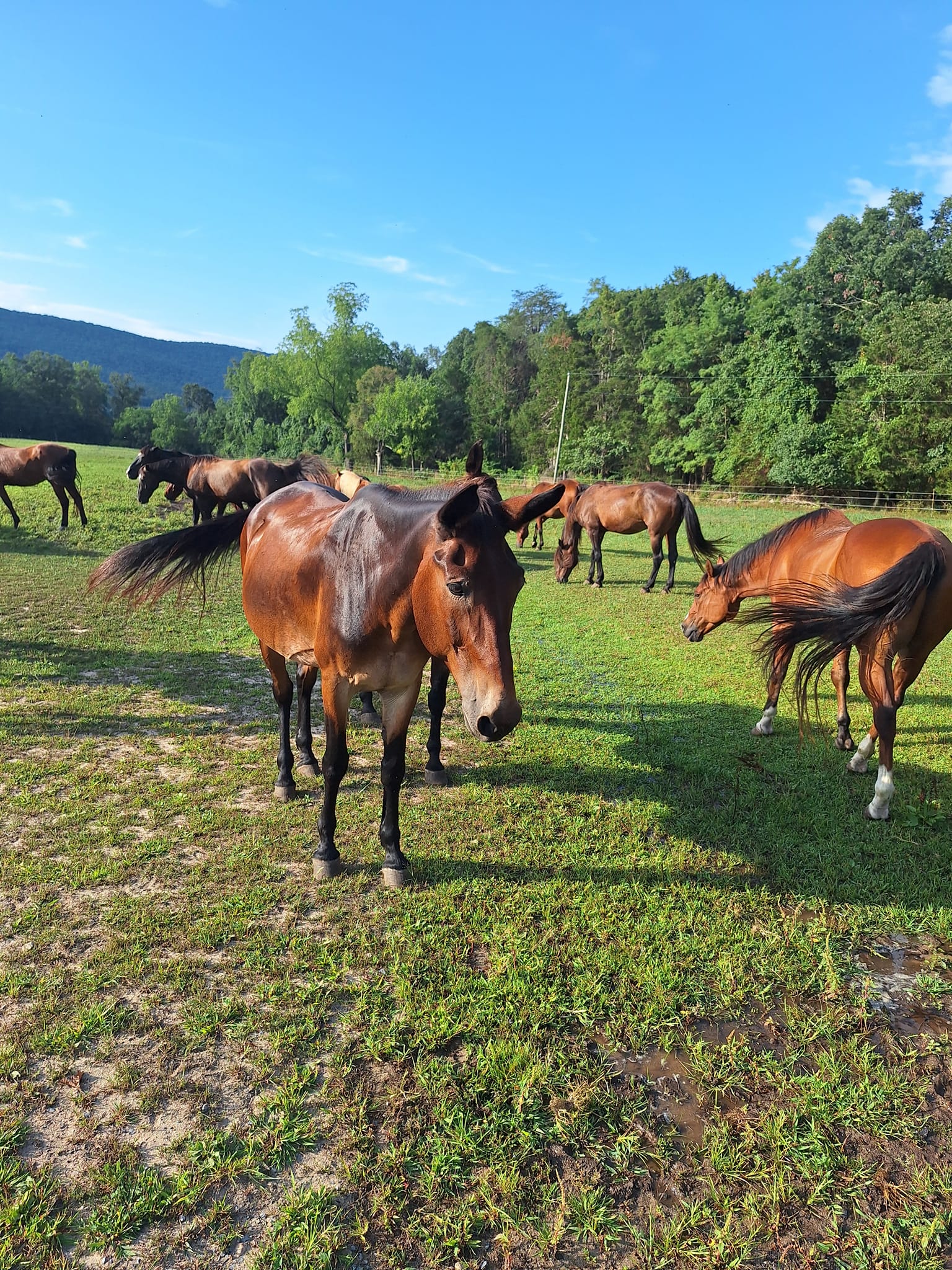 Fort Valley Ranch & Campground in Virginia | Top Horse Trails