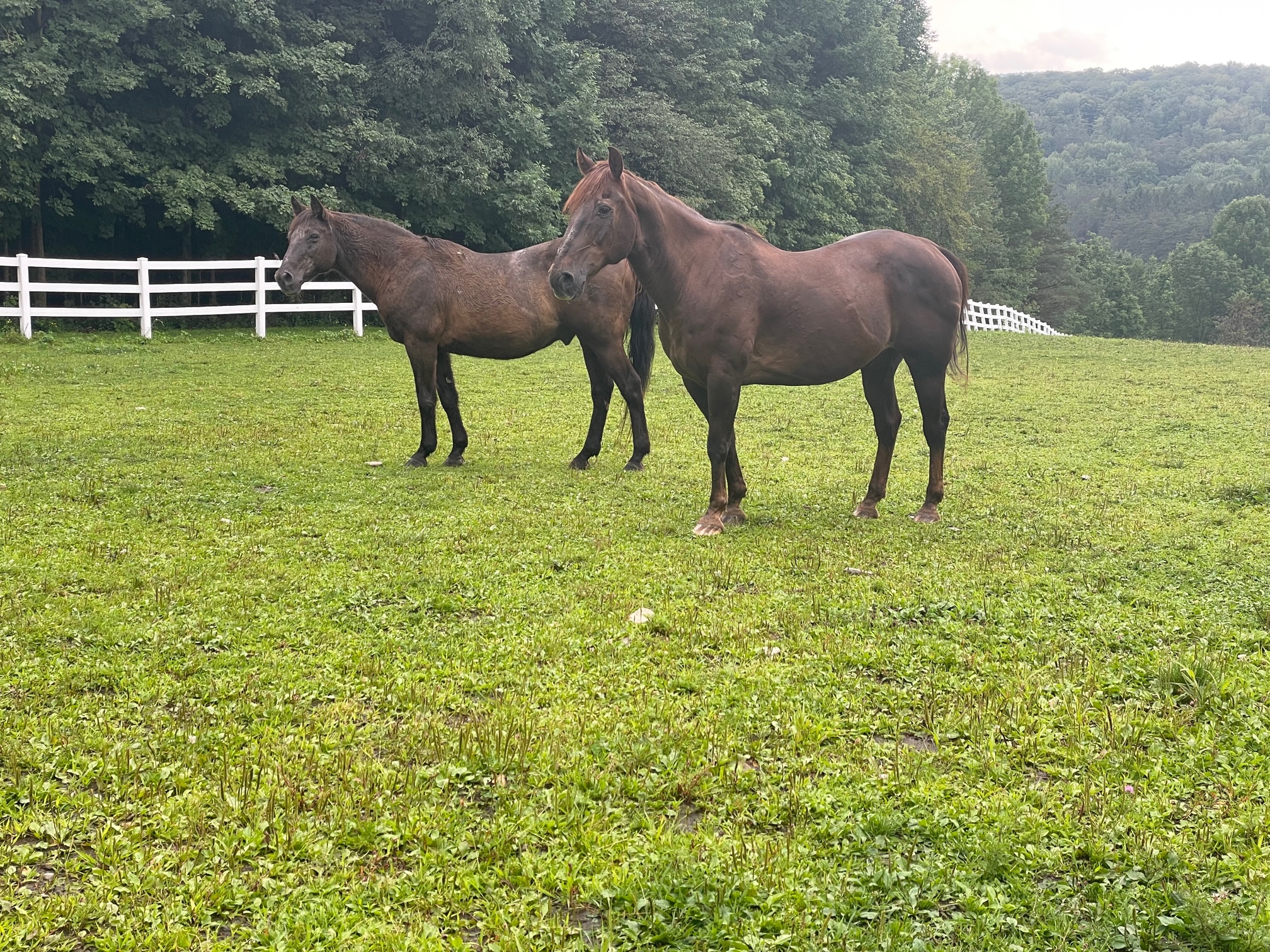 Pure Country Horse Campground in New York | Top Horse Trails